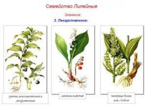 Растения Лилейные комнатные. Общая характеристика и классификация семейства Лилейных 08