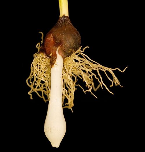 Растения Лилейные комнатные. Общая характеристика и классификация семейства Лилейных 11