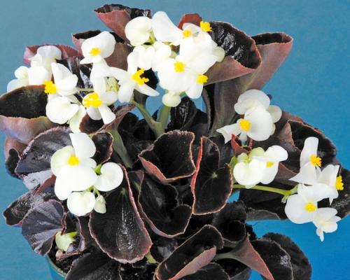 Бегония гибридная. Условия, необходимые для бегоний 08 Бегония гибридная. Условия, необходимые для бегоний 08