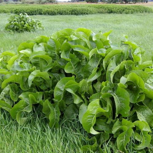 Хрен обыкновенный (Armoracia rusticana L.) 17