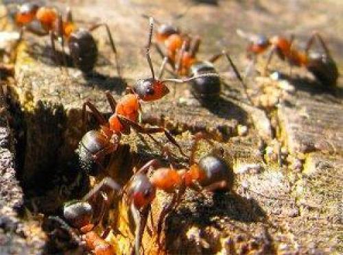 Как готовятся осенью муравьи к зиме. Как и где зимуют муравьи?