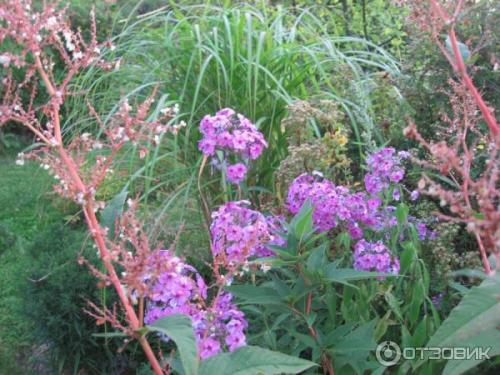 Горец изменчивый. Не стоит судить о растении по назойливым «родственникам» 04