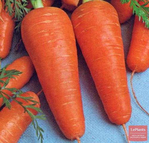 Лучшие сорта моркови для Северо-Запада. Поздние гибриды и сорта моркови: для зимнего хранения