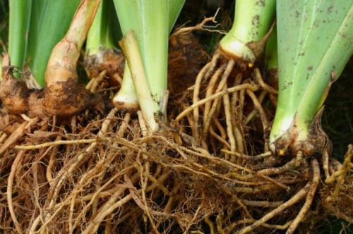 Назовите части побега под цифрами. Читайте также 02