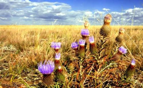 Чем занимаются люди в степи.  Жители степей. Хозяйство