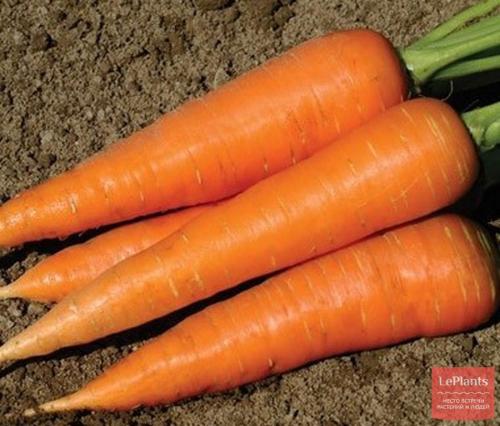 Лучшие сорта моркови для Северо-Запада. Поздние гибриды и сорта моркови: для зимнего хранения