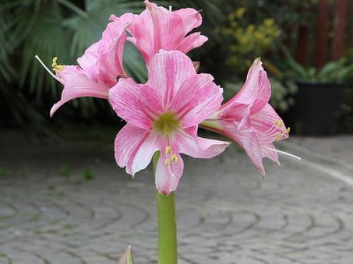 Как выглядит растение иван да марья. 09