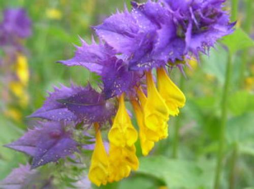 Цветок Иван-да-Марья комнатный. 05