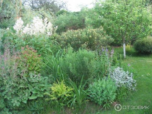 Горец изменчивый. Не стоит судить о растении по назойливым «родственникам» 01