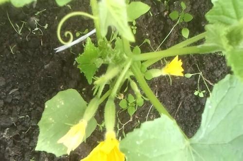 Когда сажать огурцы в ленинградской области. Как выращивать огурцы в открытом грунте в Ленинградской области, лучшие сорта