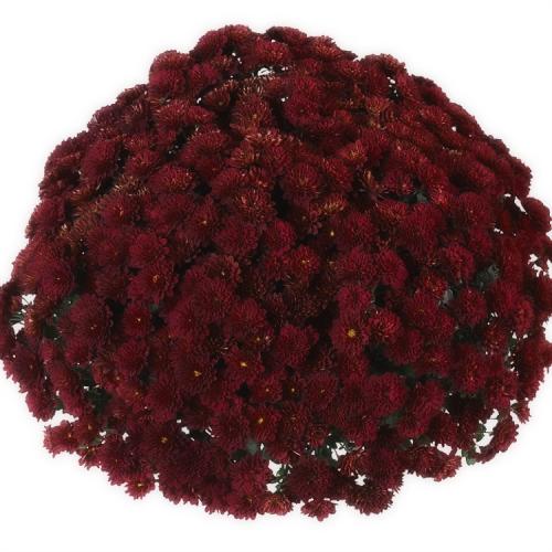 Хризантема Мультифлора выращивание из семян. Выращивание хризантем мультифлора: правила посадки и ухода