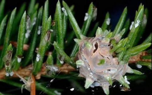 Противогрибковые препараты для хвойных. Профилактика и способы борьбы