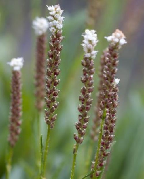 Горец изменчивый. Не стоит судить о растении по назойливым «родственникам» 10