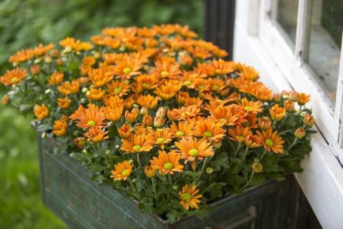 Хризантемы виды. Многолетние хризантемы – сорта, фото