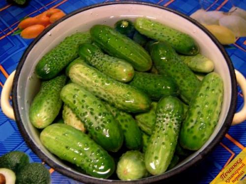 Как законсервировать на зиму малосольные огурцы. Малосольные огурчики, законсервированные на зиму 09