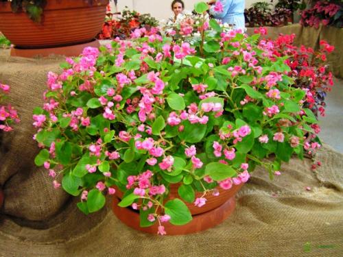 Бегония гибридная. Условия, необходимые для бегоний 03 Бегония гибридная. Условия, необходимые для бегоний 03