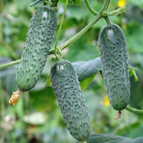 Сорта огурцов для ленинградской области для теплиц. Семена огурцов для ленинградской области для парника 04