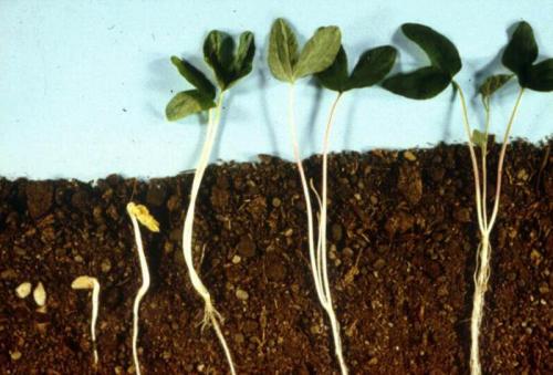 Назовите части побега под цифрами. Читайте также 01