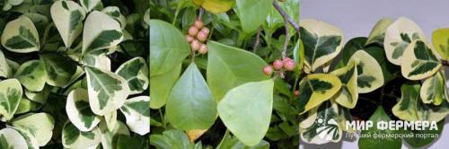 Фикус сбрасывает нижние листья. Почему фикусы сбрасывают листья 05