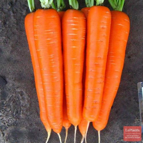 Лучшие сорта моркови для Северо-Запада. Поздние гибриды и сорта моркови: для зимнего хранения