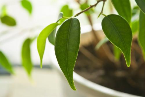 Почему фикус Бенджамина скидывает листья. Почему фикус сбрасывает листья после пересадки