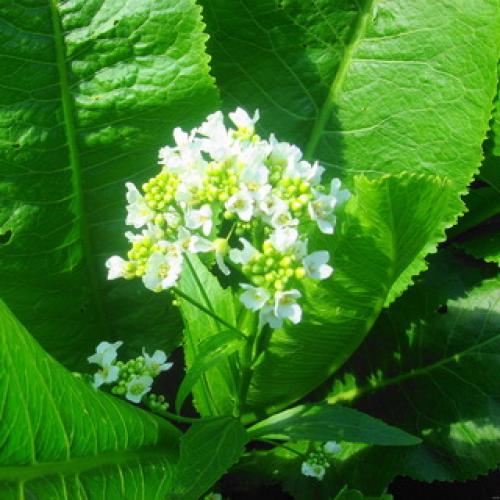 Хрен обыкновенный (Armoracia rusticana L.) 13