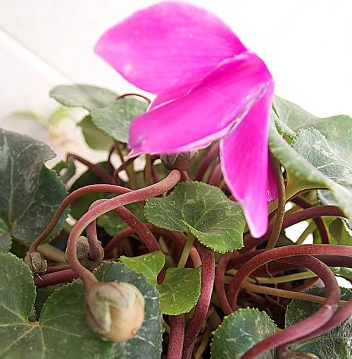 Цикламен пересадка. Как правильно пересадить цикламен