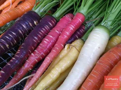 Лучшие сорта моркови для Северо-Запада. Поздние гибриды и сорта моркови: для зимнего хранения