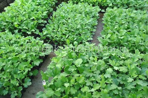 Хризантема мультифлора каталог. Хризантема