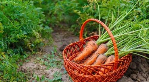 Лучшие сорта огурцов для Северо-Запада. Читают на Дача6.ру: 02