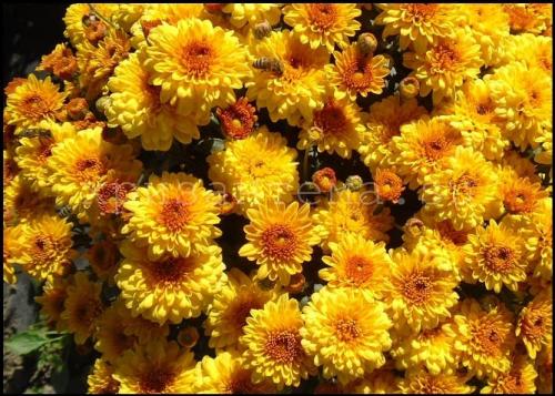 Хризантема мультифлора в ландшафтном дизайне. Описание