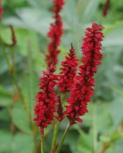 Горец изменчивый. Не стоит судить о растении по назойливым «родственникам» 08