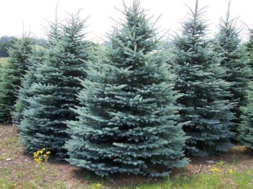 Сколько хвоинок у ели. Виды елей