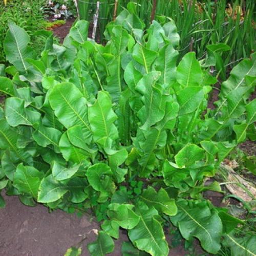 Хрен обыкновенный (Armoracia rusticana L.) 12