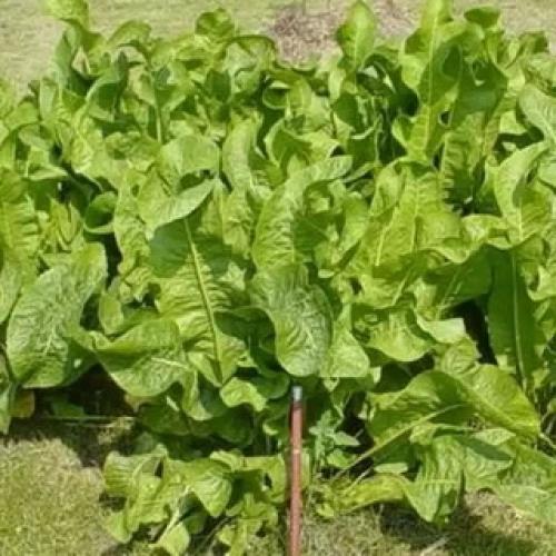 Хрен обыкновенный (Armoracia rusticana L.) 16