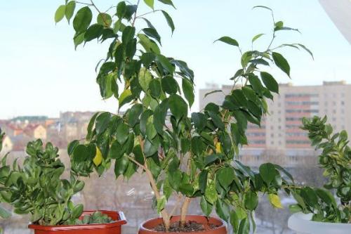 Фикус Бенджамина приметы. Можно ли держать фикус Бенджамина дома?