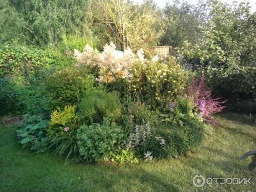 Горец изменчивый. Не стоит судить о растении по назойливым «родственникам» 06