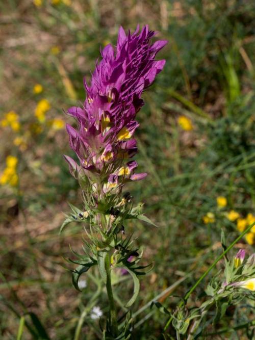 Иван да марья растение. Марьянник полевой (Иван-да-Марья) 04 Иван да марья растение. Марьянник полевой (Иван-да-Марья) 04