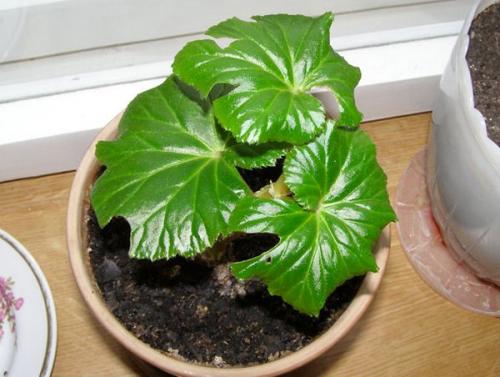 Бегония глюар де Лоррен. Бегония Глуар де Лоррен 08 Бегония глюар де Лоррен. Бегония Глуар де Лоррен 08