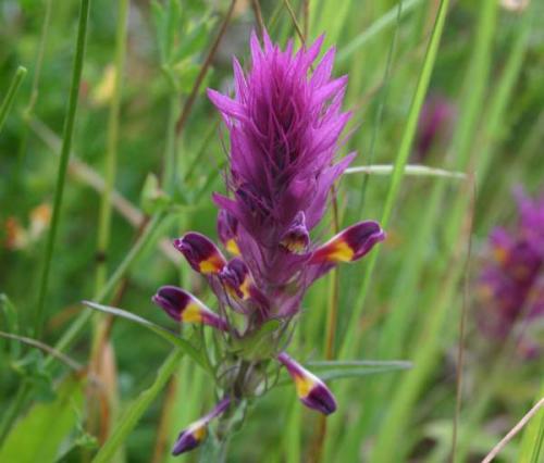 Иван-да-Марья растение описание где растет. Общие сведения о растении Иван-да-Марья 08