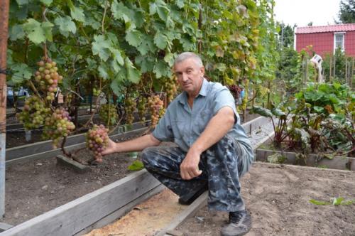 Сергей чудопалов виноград. Увлеченный виноградарь Сергей Янчук