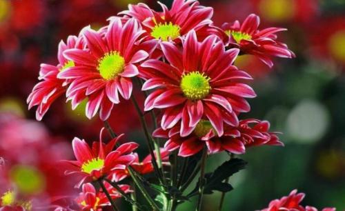 Хризантемы виды. Многолетние хризантемы – сорта, фото