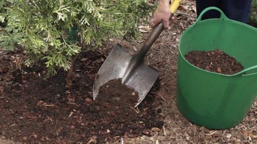 Лучший фунгицид для хвойных. Как повысить иммунитет хвойных растений?