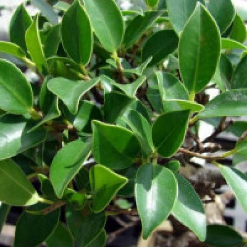 Виды фикусов. Разновидности фикусов с фото и названиями