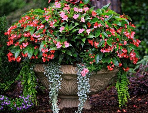 Бегония гибридная. Условия, необходимые для бегоний 04 Бегония гибридная. Условия, необходимые для бегоний 04