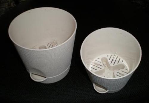 Цикламен пересадка. Как правильно пересадить цикламен