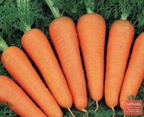 Лучшие сорта моркови для Северо-Запада. Поздние гибриды и сорта моркови: для зимнего хранения