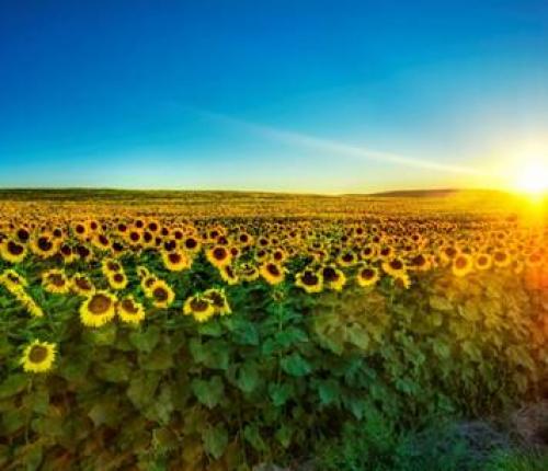 Чем занимаются люди в степи.  Жители степей. Хозяйство