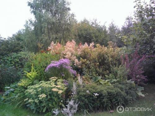 Горец изменчивый. Не стоит судить о растении по назойливым «родственникам» 07