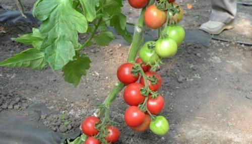 Помидоры .  Гибриды томатов F1 —, что это?